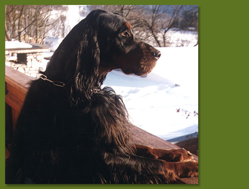 Gordon Setter - Lonka vom Eixelberg