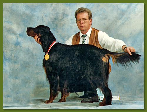 Gordon Setter - Paddy vom Eixelberg