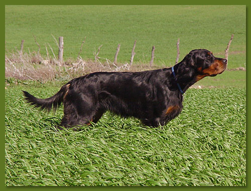 Gordon Setter - Inka vom Eixelberg