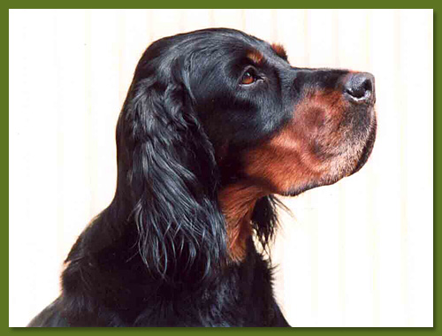 Gordon Setter - Fee vom Eixelberg