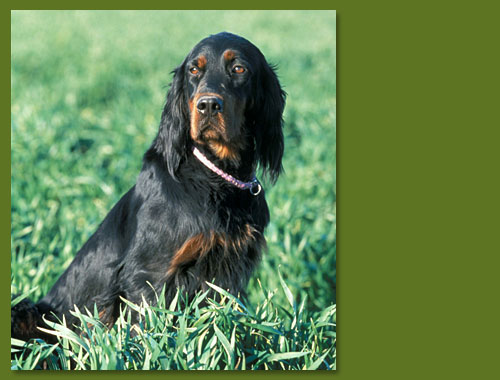 Gordon Setter - Nana vom Eixelberg