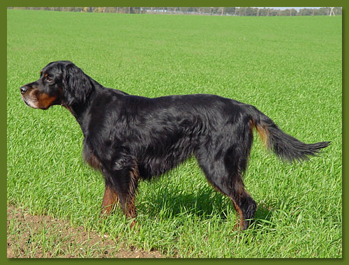 Gordon Setter - Wayne vom Eixelberg