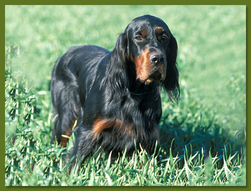 Gordon Setter - Nemo vom Eixelberg