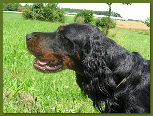 Gordon Setter - Xena vom Eixelberg