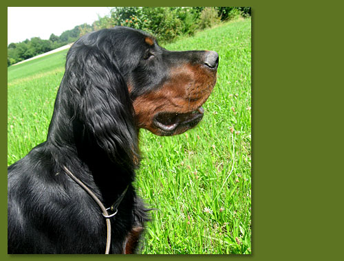 Gordon Setter - Amanda vom Eixelberg