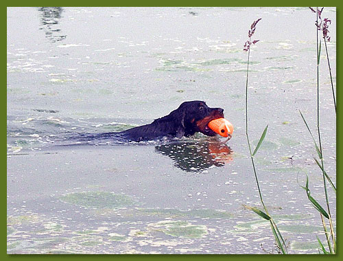 Gordon Setter - Black Ronja vom Eixelberg