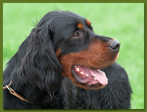 Gordon Setter - Edda vom Eixelberg