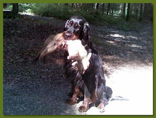 Gordon Setter - Xara vom Eixelberg