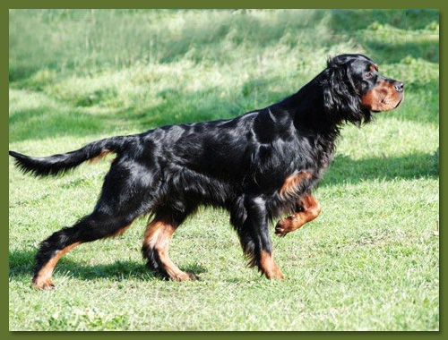 Gordon Setter - Cash vom Eixelberg