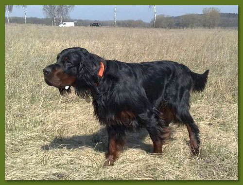 Gordon Setter - Bluesy vom Eixelberg