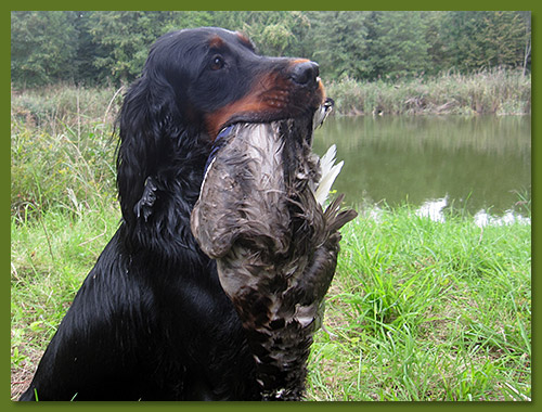 Gordon Setter - Feh vom Eixelberg