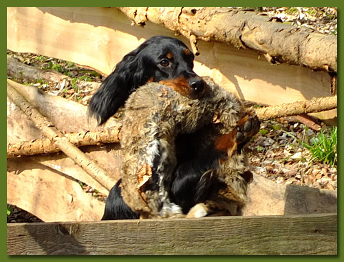 Gordon Setter - Gina vom Eixelberg