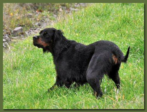 Gordon Setter - Jana vom Eixelberg