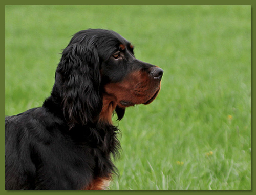 Gordon Setter - Janne vom Eixelberg