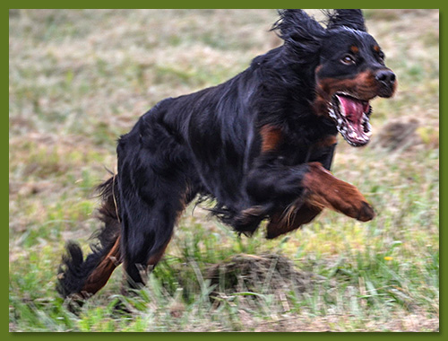 Gordon Setter - Lino vom Eixelberg