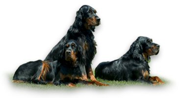 Gordon Setter vom Eixelberg