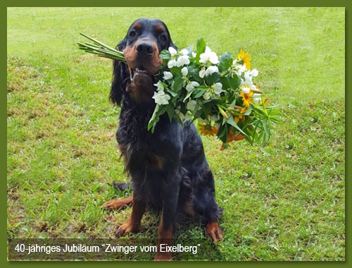 Gordon Setter, Welpen