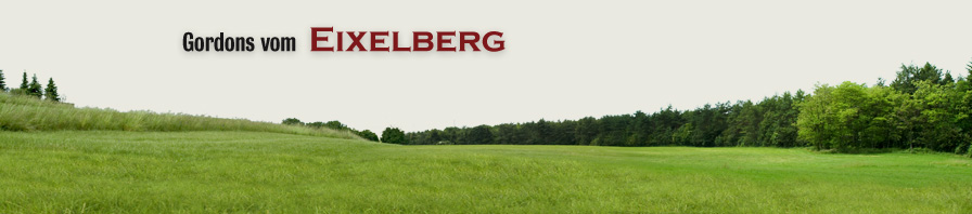 Gordon Setter vom Eixelberg