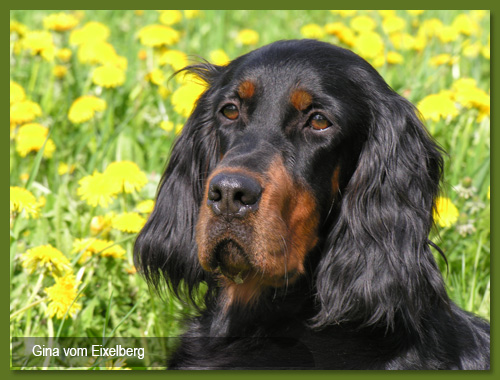 Gordon Setter vom Eixelberg