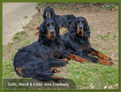 Gordon Setter vom Eixelberg