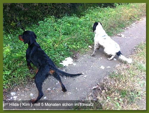 Gordon Setter