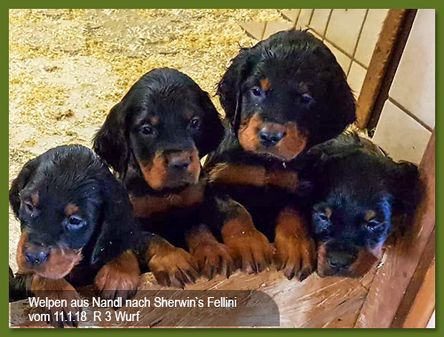 Gordon Setter